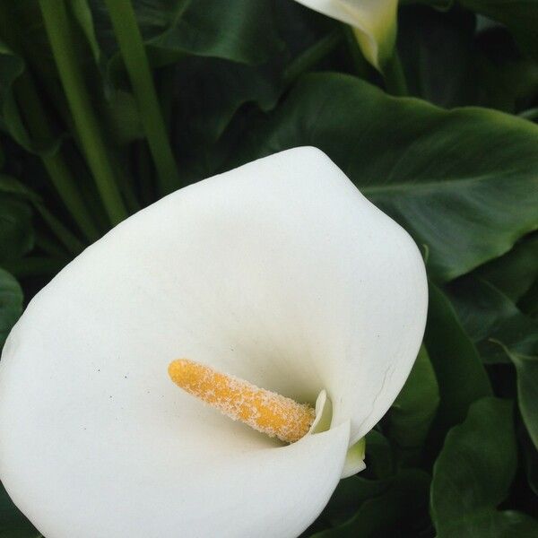 Zantedeschia aethiopica Flor