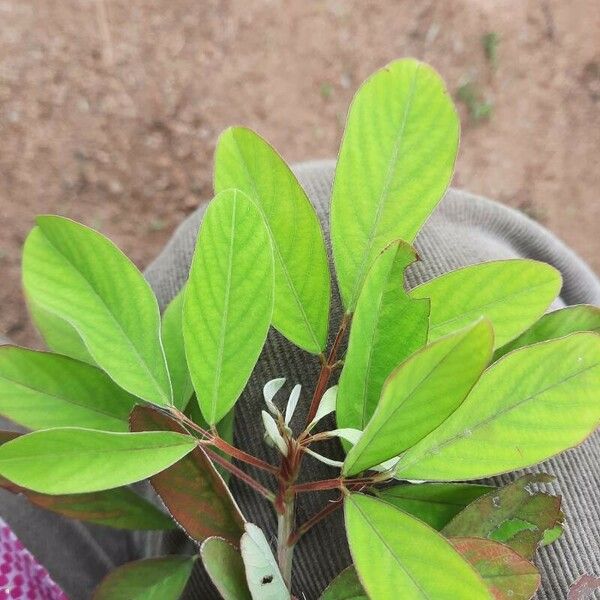 Desmodium tortuosum Blad