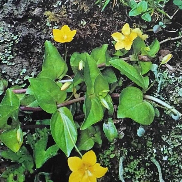 Lysimachia nemorum Хабит