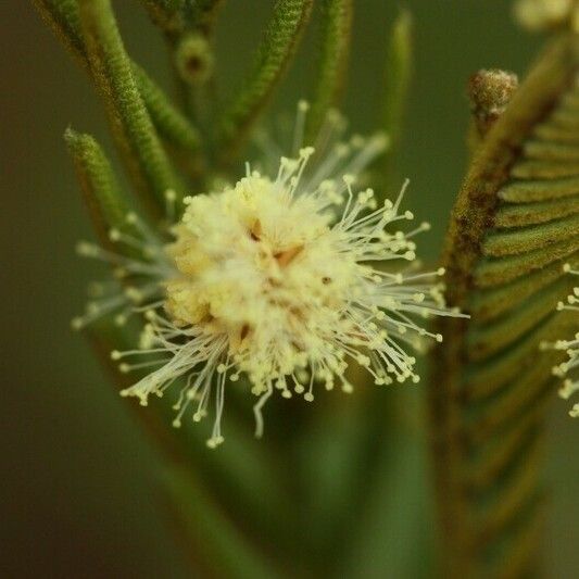 Acacia mearnsii Other