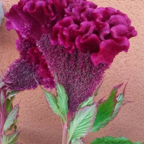 Celosia argentea Hábito