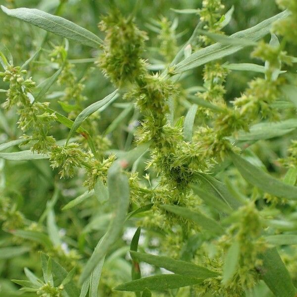 Rumex maritimus Плод