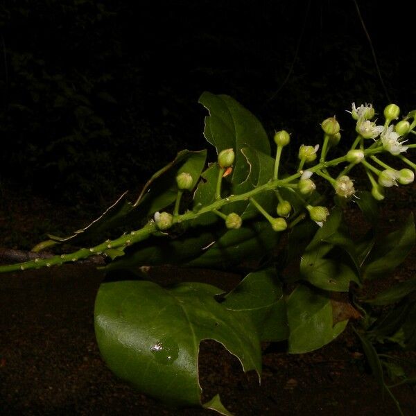 Stegnosperma cubense Fruto