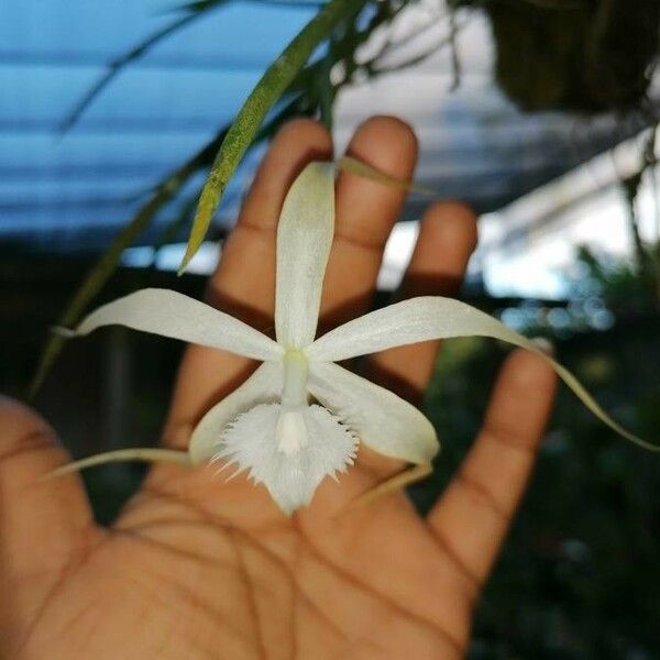 Brassavola cucullata Kukka