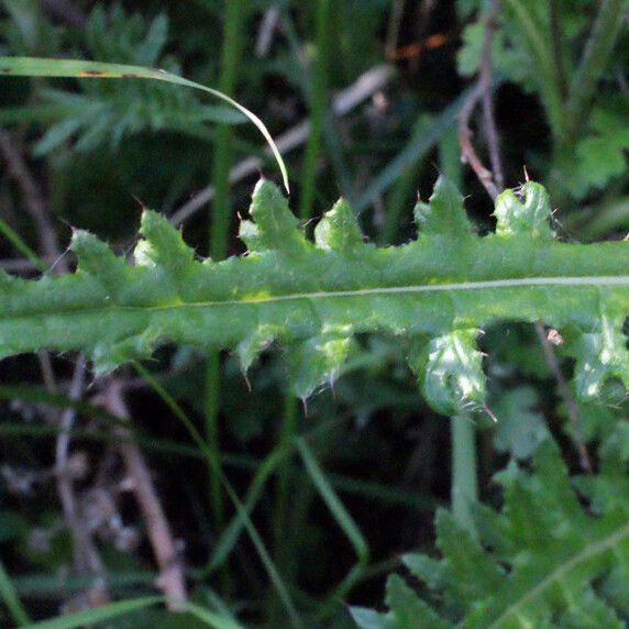 Cirsium filipendulum Leaf