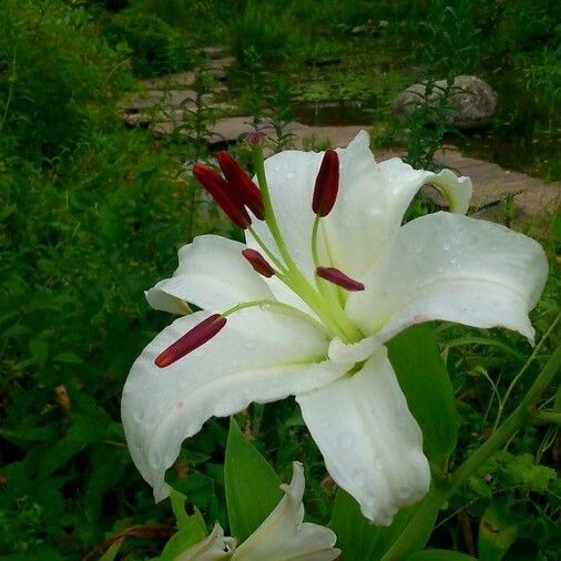 Lilium candidum Flor