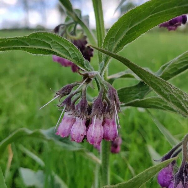 Symphytum officinale Květ