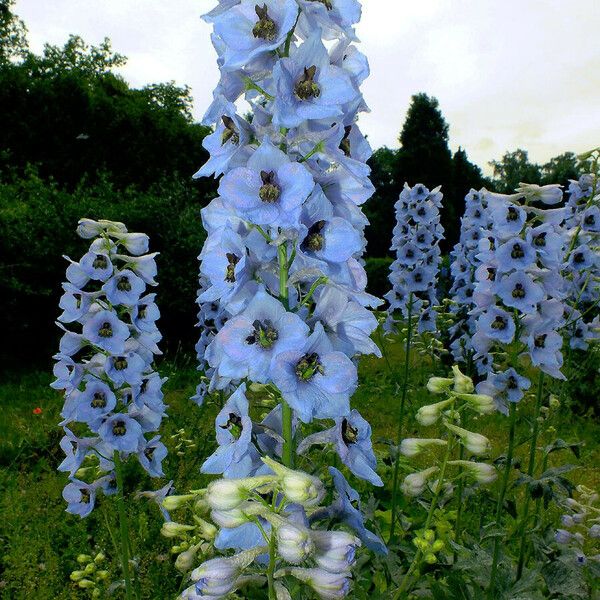 Delphinium elatum 花