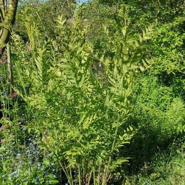 Osmunda regalis Hábito