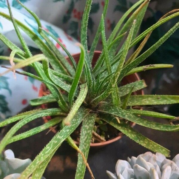 Aloe bellatula Folha