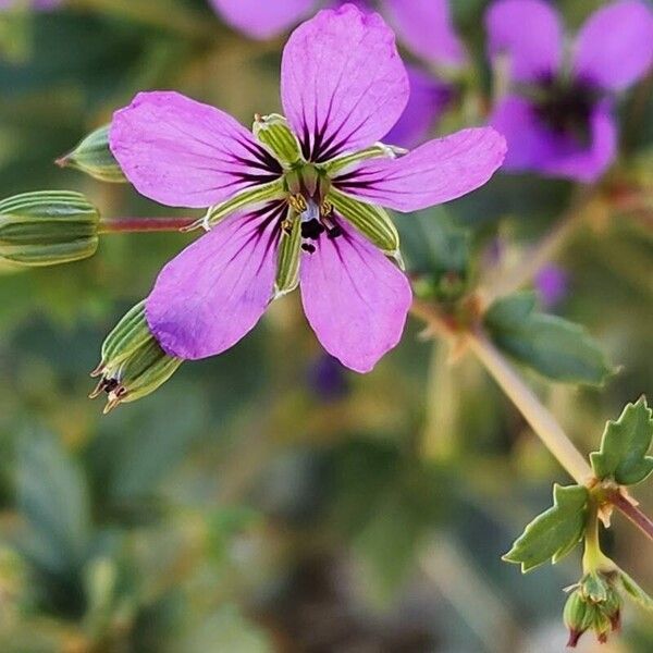 Erodium glaucophyllum ᱵᱟᱦᱟ