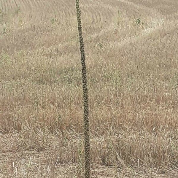 Verbascum macrurum 花