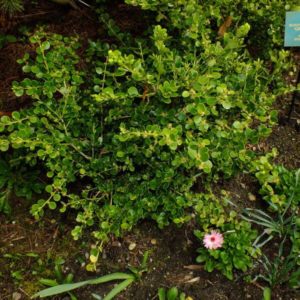 Buxus microphylla Habitat