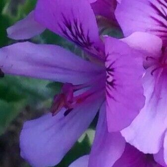 Pelargonium inquinans Flor