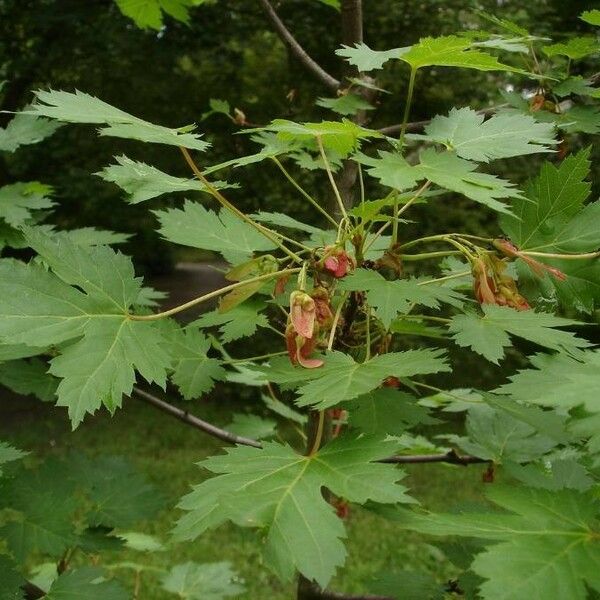 Acer glabrum Fuelha