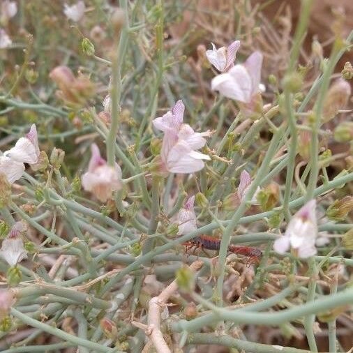 Acanthorrhinum ramosissimum Çiçek