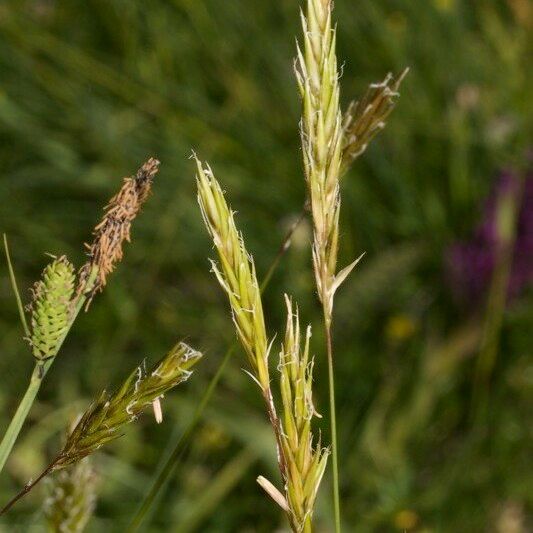 Anthoxanthum nipponicum Frucht