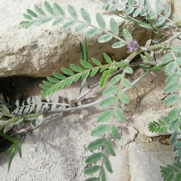 Astragalus sesameus Leaf