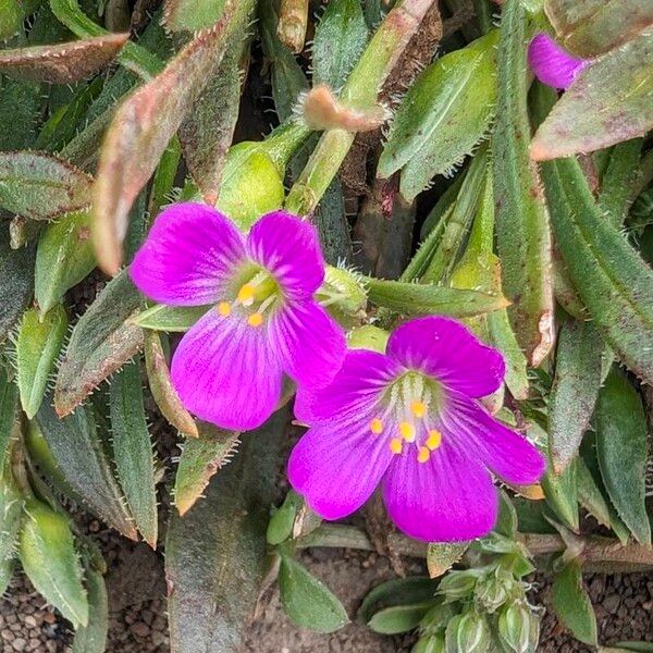 Calandrinia ciliata Lorea