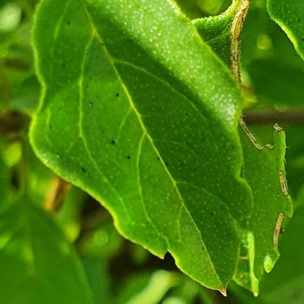 Tinnea aethiopica 葉