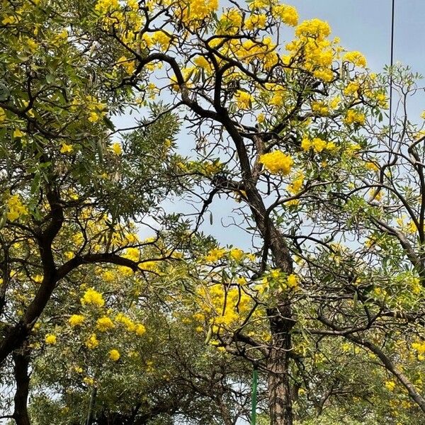 Tabebuia aurea Hábitos