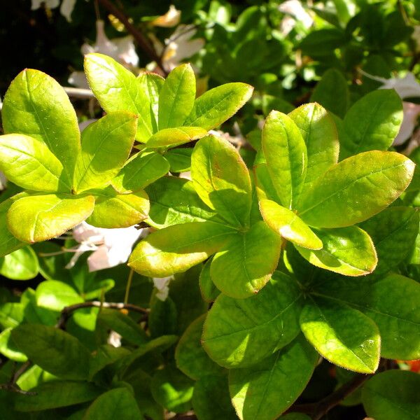 Rhododendron japonicum Feuille