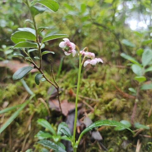 Chimaphila umbellata Flower