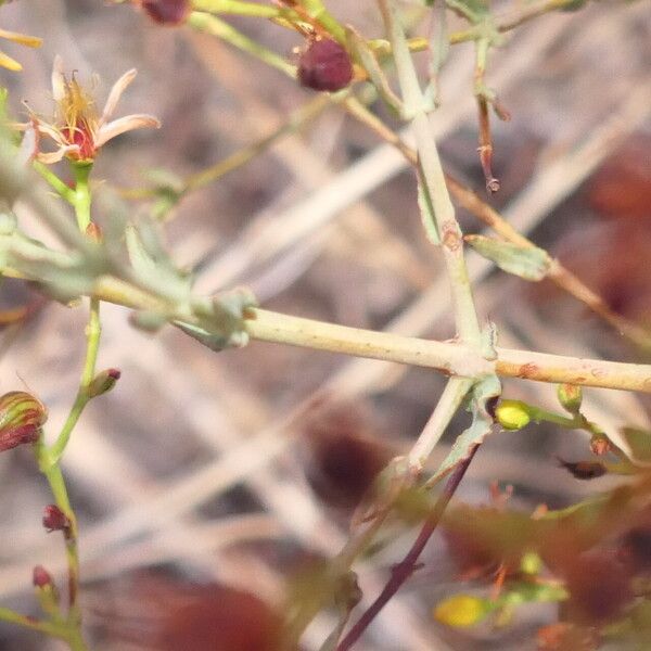 Hypericum triquetrifolium ᱪᱷᱟᱹᱞᱤ