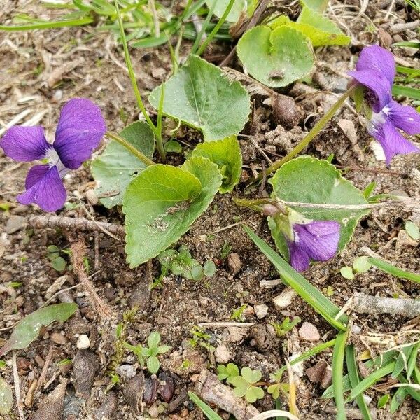 Viola sororia Vekstform