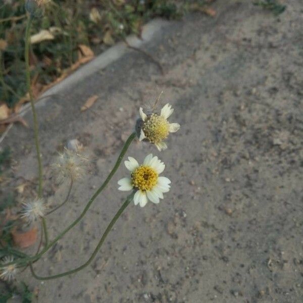 Tridax procumbens Flower