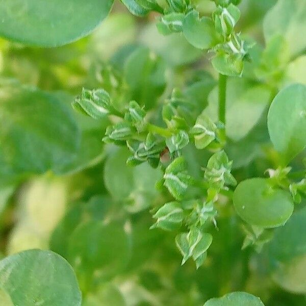 Polycarpon tetraphyllum Flower