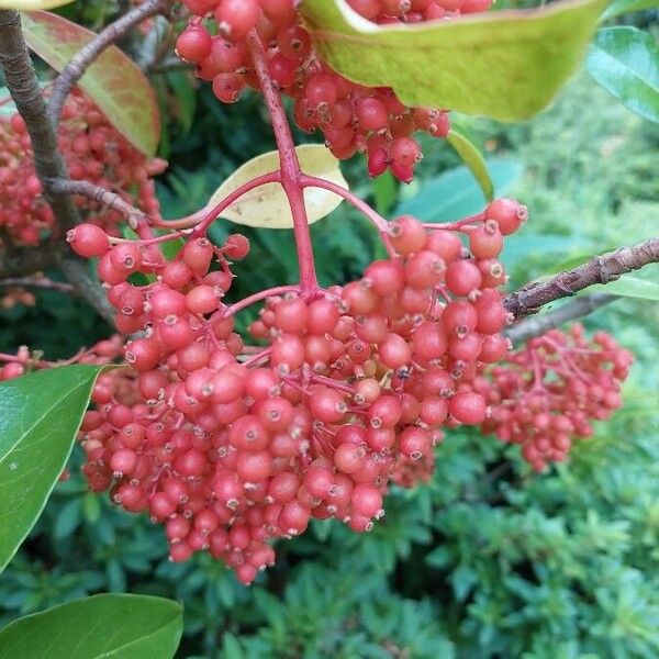 Viburnum nudum 果