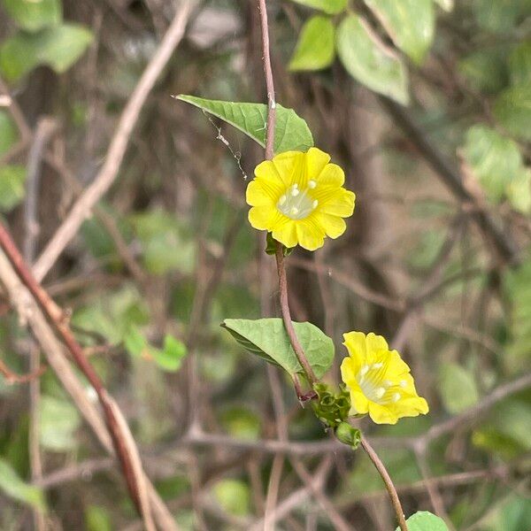 Merremia hederacea Flower