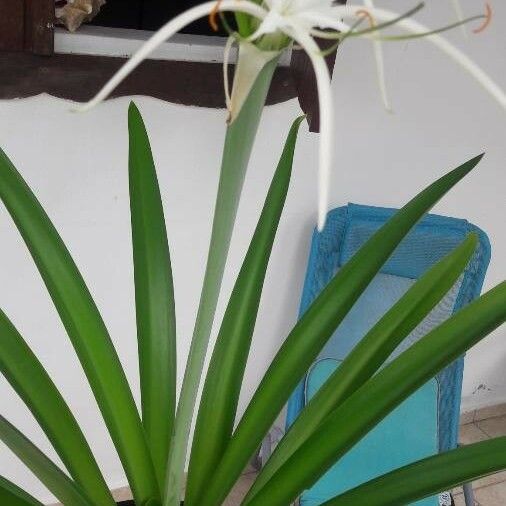 Hymenocallis fragrans Blad