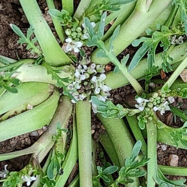 Lepidium squamatum 花