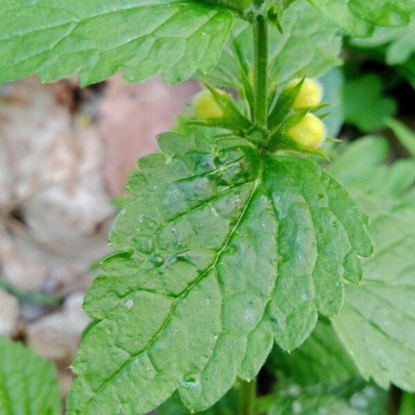 Lamium galeobdolon Leaf