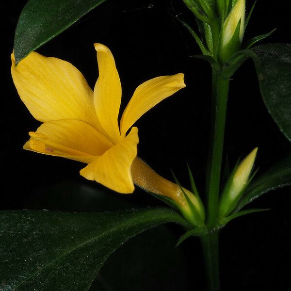 Barleria prionitis Кветка