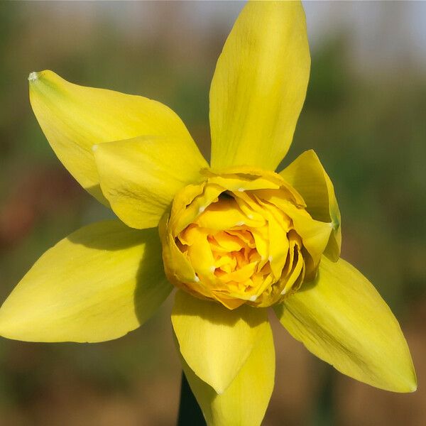 Narcissus × odorus Blomma