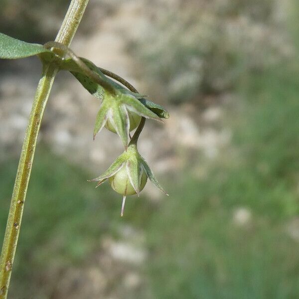 Lysimachia foemina Meyve