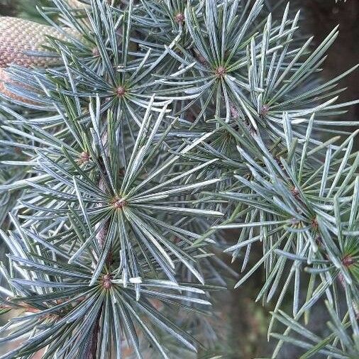 Cedrus deodara Folio