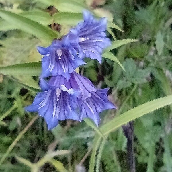 Gentiana asclepiadea 花