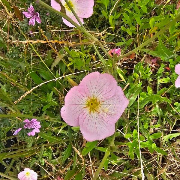 Oenothera speciosa Žiedas