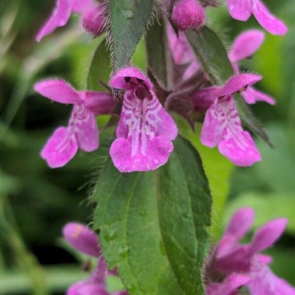 Stachys palustris Flor