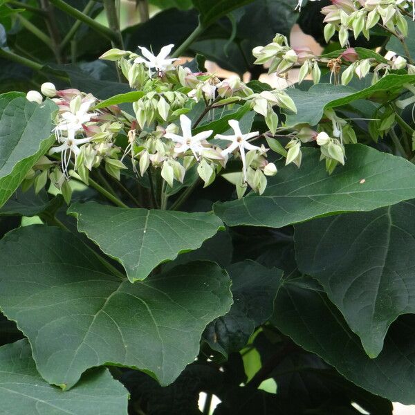 Clerodendrum chinense Fiore
