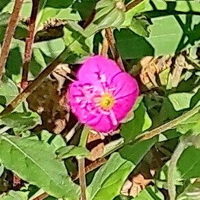 Oenothera rosea പുഷ്പം