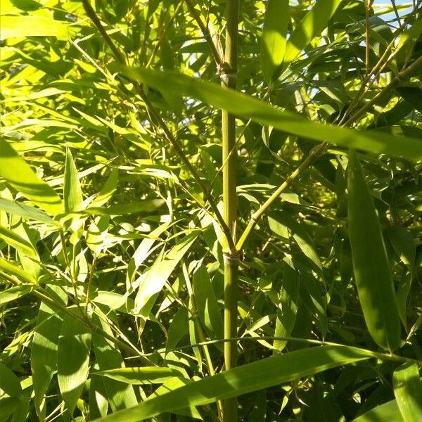 Arundinaria gigantea Bark