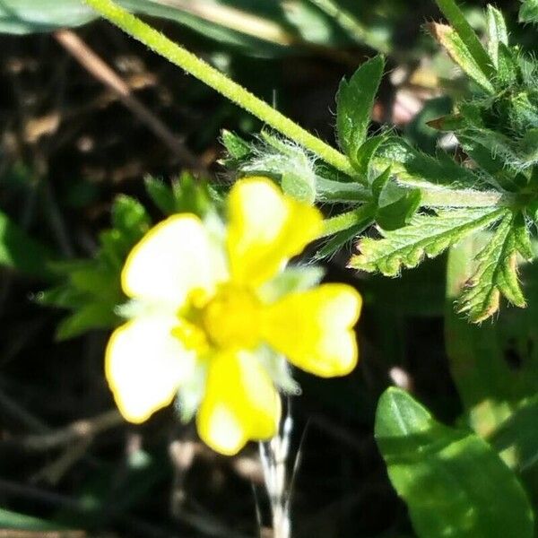 Potentilla inclinata Λουλούδι