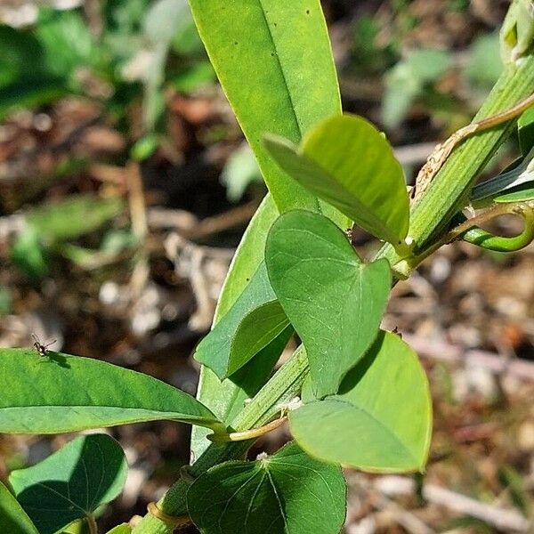 Crotalaria retusa Leaf