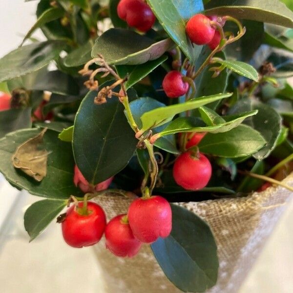 Gaultheria procumbens Fruit