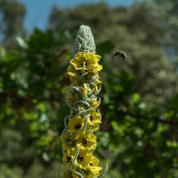 Verbascum boerhavii പുഷ്പം